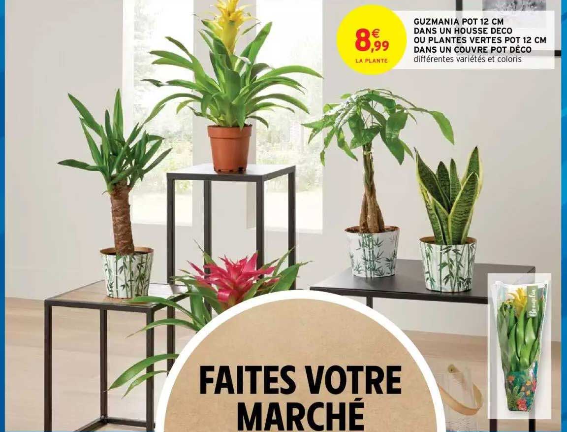 guzmania pot 12 cm dans un housse déco ou plantes vertes pot 12 cm dans un couvre pot déco