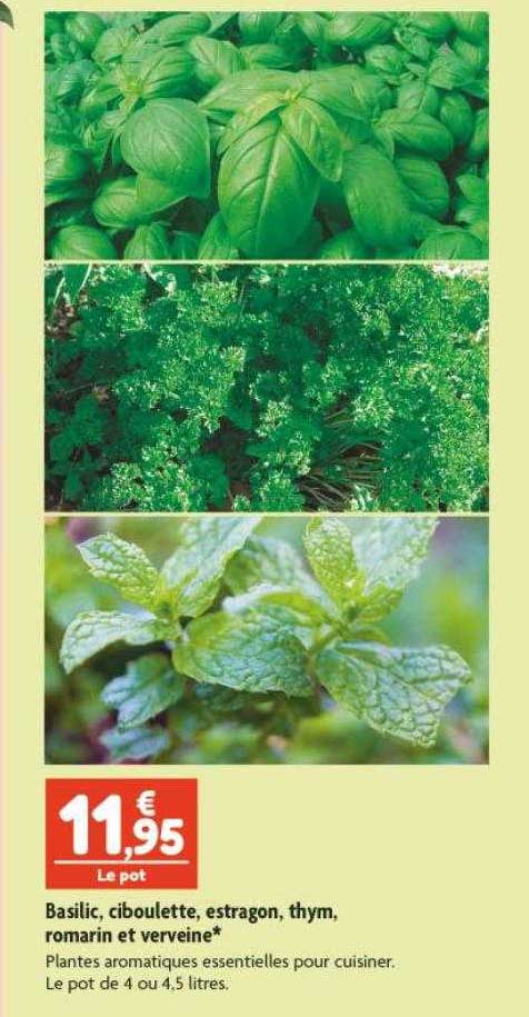 basilic, ciboulette, estragon, thym , romarin et verveine