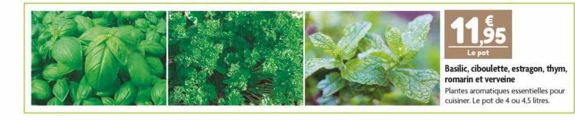 basilic, ciboulette, estragon, thym, romarin et verveine