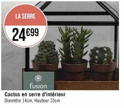 Cactus En Serre D'intérieur