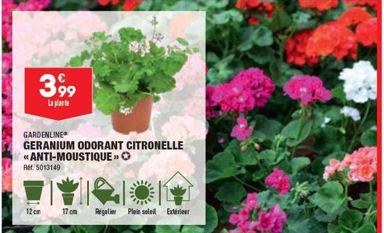 Géranium Odorant Citronelle «anti-moustique» Gardenline