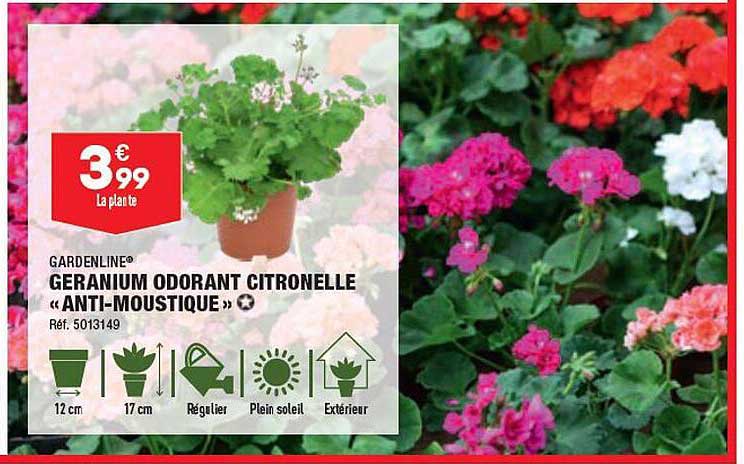 géranium odorant citronnelle «anti-moustique» gardenline