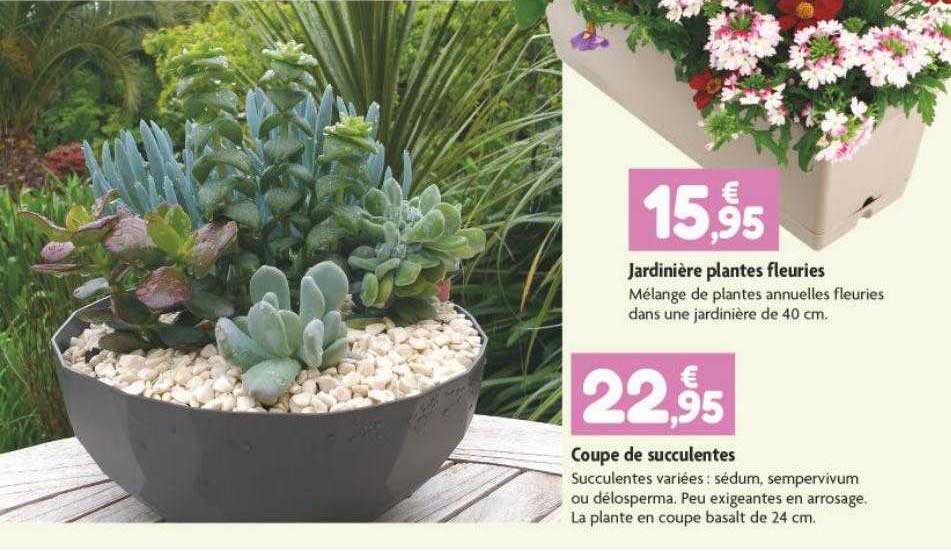 jardinière plantes fleuries, coupe de succulentes