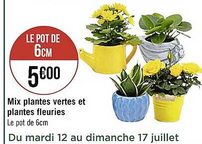 mix plantes vertes et plantes fleuries