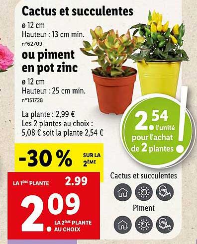 Promo Cactus Et Succulentes Ou Piment En Pot Zinc chez Lidl - iCatalogue.fr