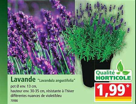 lavande "lavandula angustifolia"
