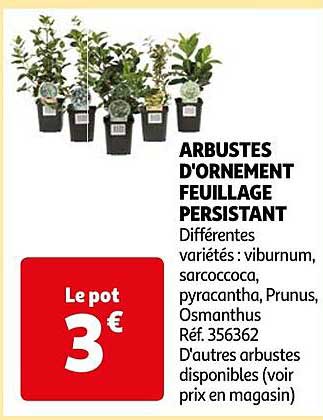 arbustes d'ornement feuillage persistant