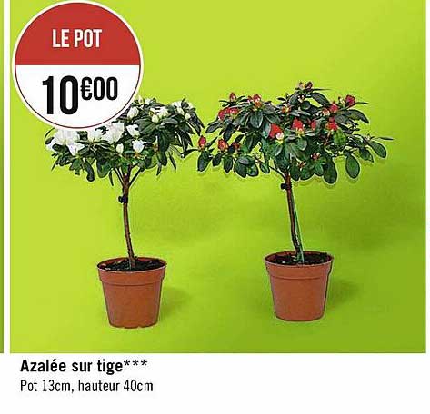 azalée sur tige