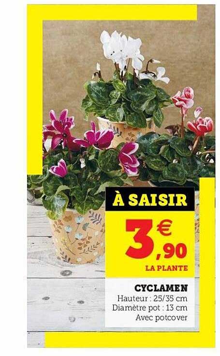 Cyclamen