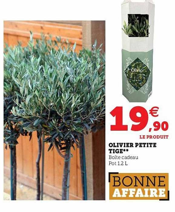olivier petite tige