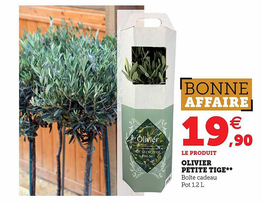 olivier petite tige