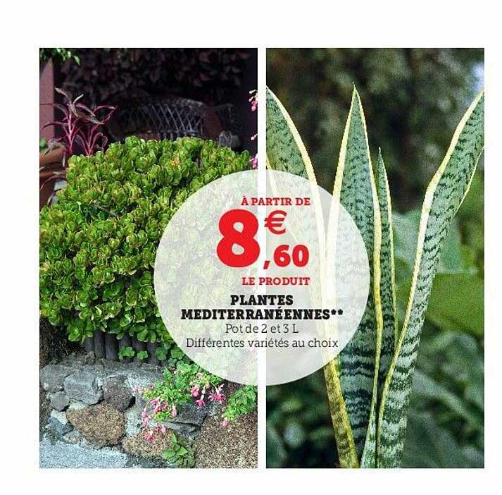 plantes méditerranéennes