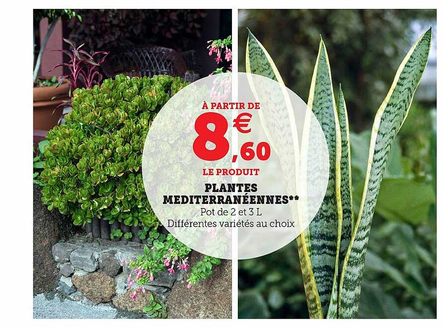 plantes méditerranéennes