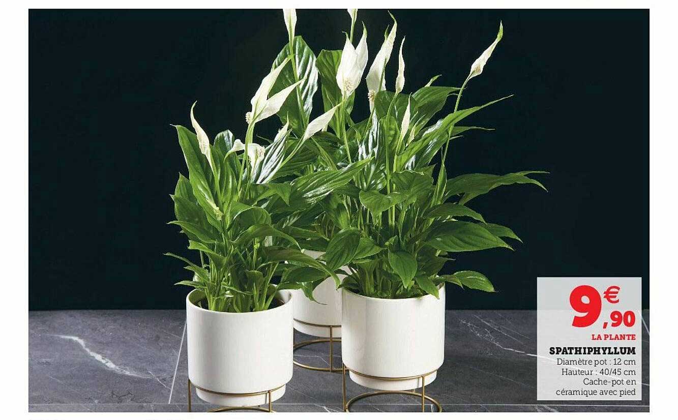 Spathiphyllum
