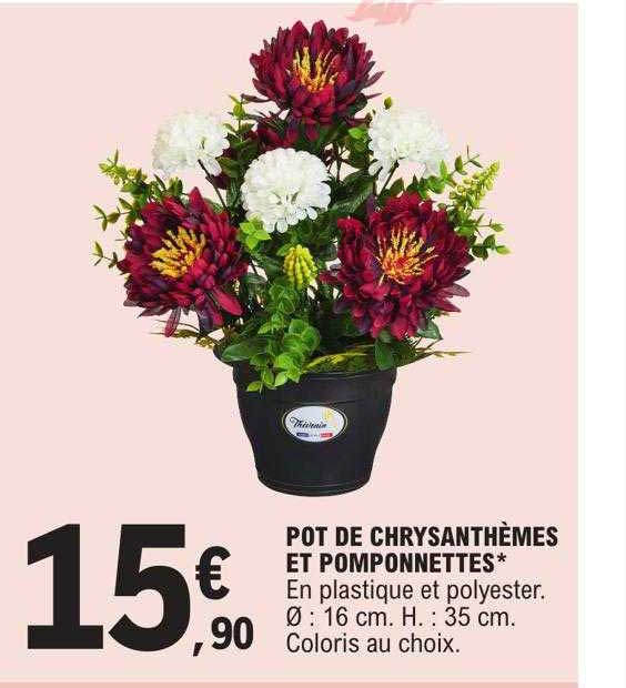 Pot De Chrysanthèmes Et Pomponnettes