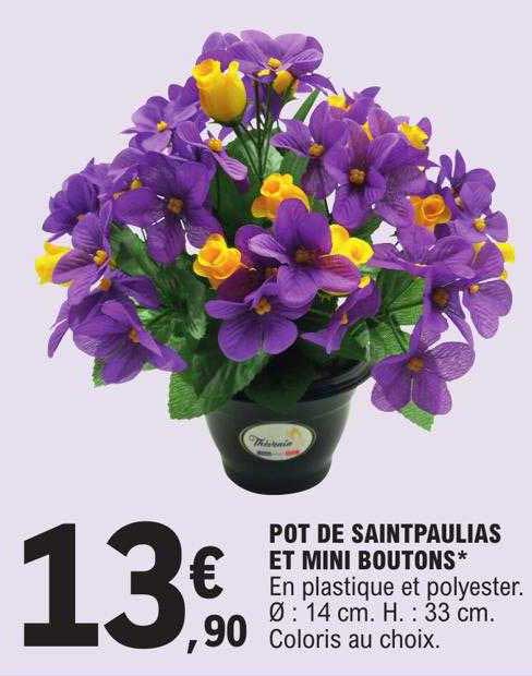 Pot De Saintpaulias Et Mini Boutons