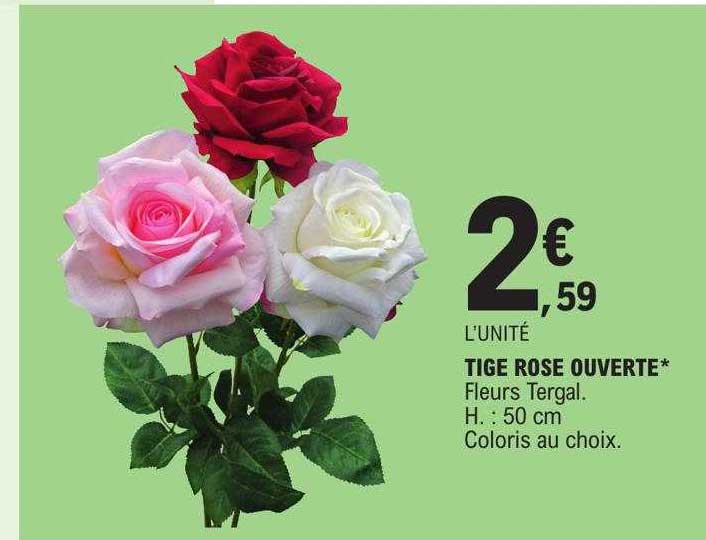 tige rose ouverte
