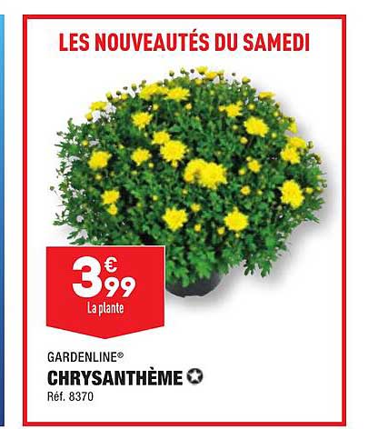 Gardenline Chrysanthème