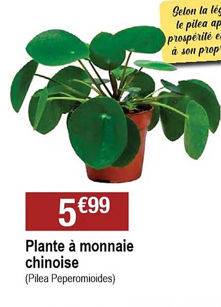 plante à monnaie chinoise
