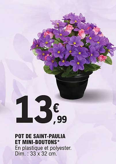 Pot De Saint-paulia Et Mini-boutons