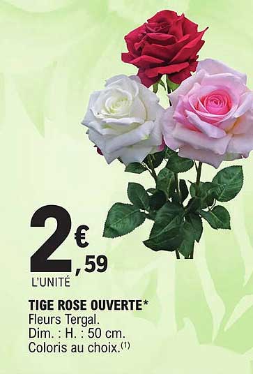 tige rose ouverte