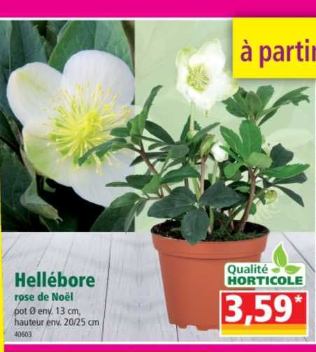 hellébore rose de noël