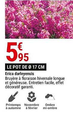 Erica Darleyensis Le Pot De ø 17 Cm