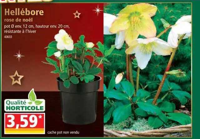 hellébore rose de noël