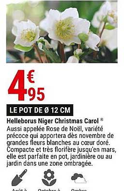 helleborus niger chirstmas carol le pot de ø 12 cm