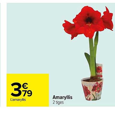 amaryllis
