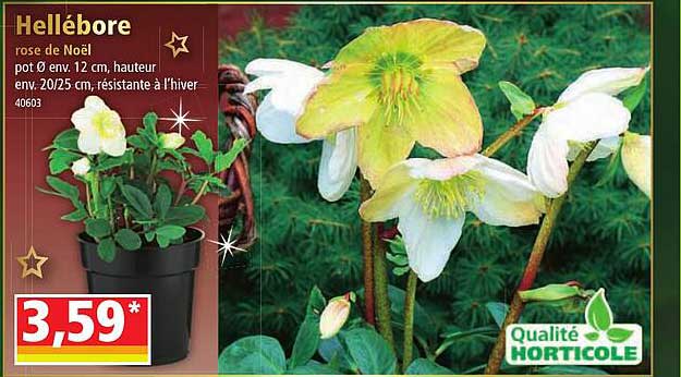 hellébore rose de noël