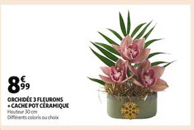 orchidée 3 fleurons + cache pot céramique