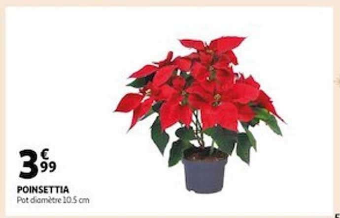 poinsettia