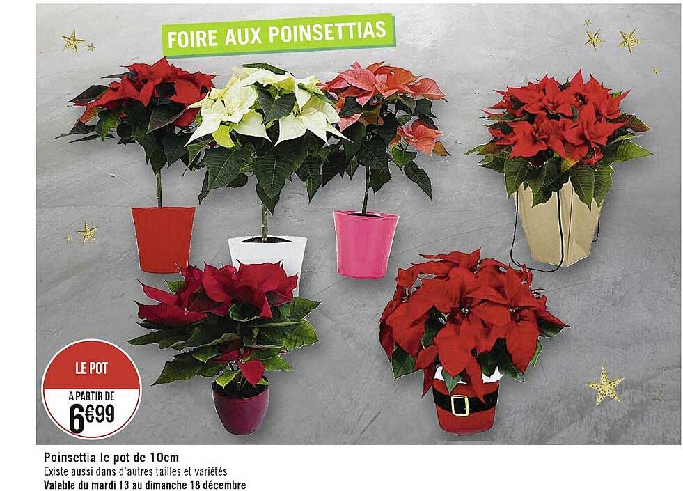 poinsettia le pot de 10 cm