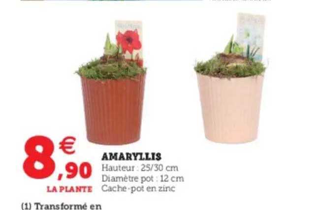 amaryllis