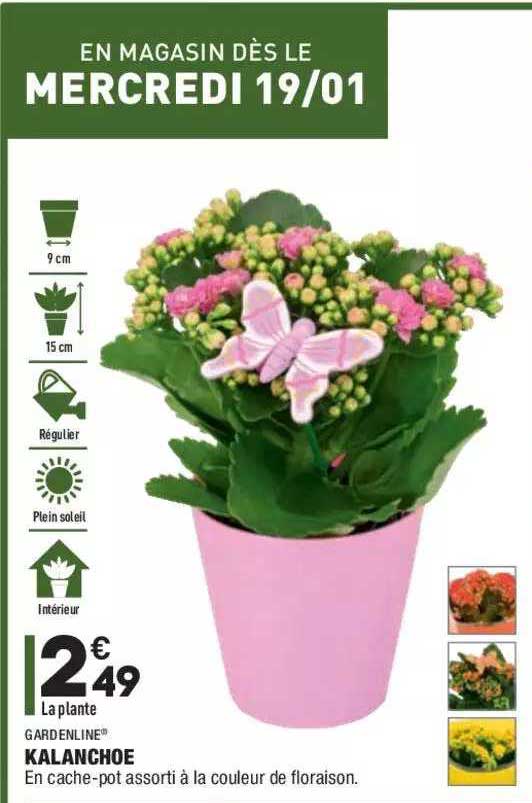 Gardenline Kalanchoe