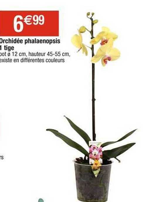 orchidée phalaenopsis 1 tige