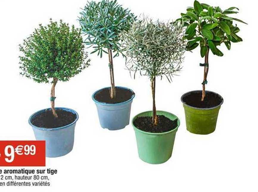 plante aromatique sur tige