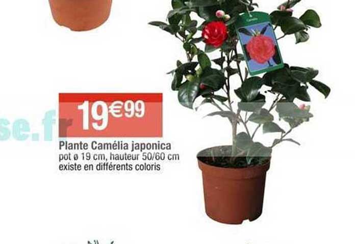 plante camélia japonica pot ø 19 cm, hauteur 50/60 cm