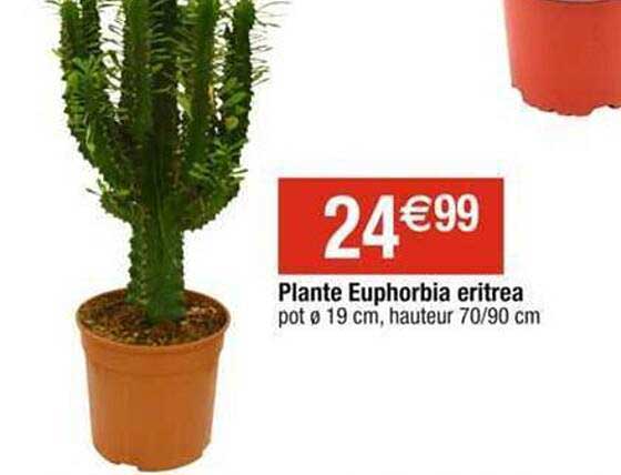 plante euphorbia eritrea