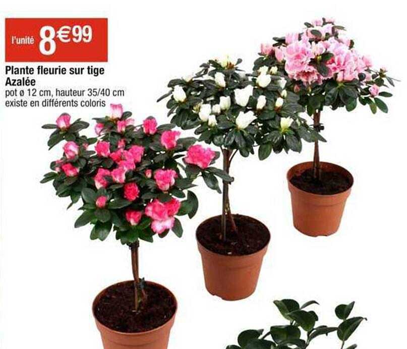 plante fleurie sur tige azalée