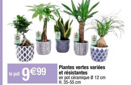 plantes vertes variées et résistantes