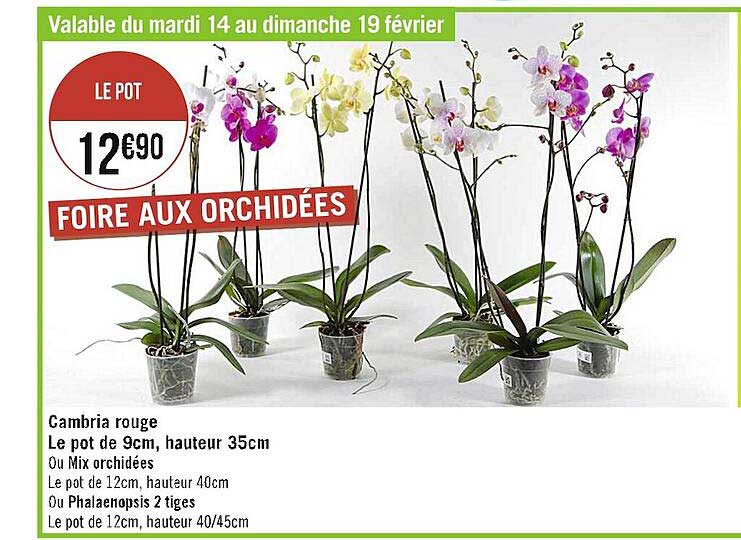 cambria rouge le pot de 9cm hauteur 35cm