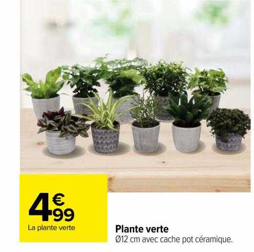 Plante Verte