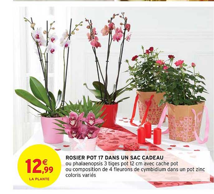 rosier pot 17 dans un sac cadeau