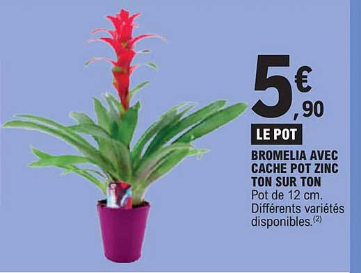 bromelia avec cache pot zinc ton sur ton