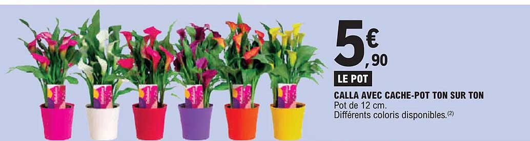 calla avec cache-pot ton sur ton