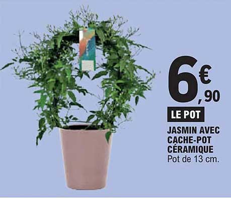 jasmin avec cache-pot céramique