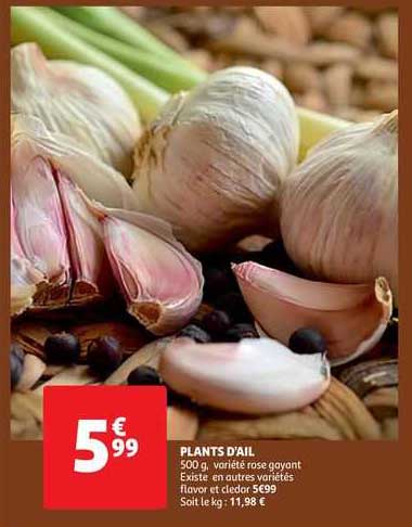plants d'ail