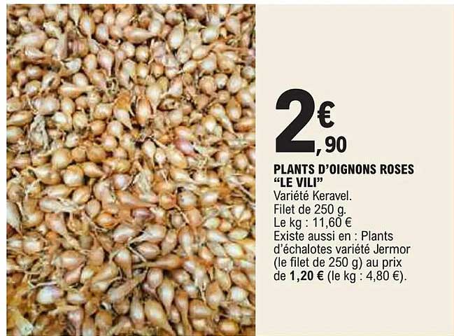 plants d'oignons roses "le vili"